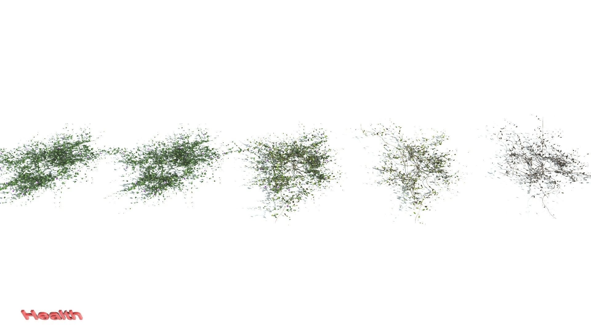 EVERYPlant Beach Morning Glory 4 --14 Models-- 3D model_1