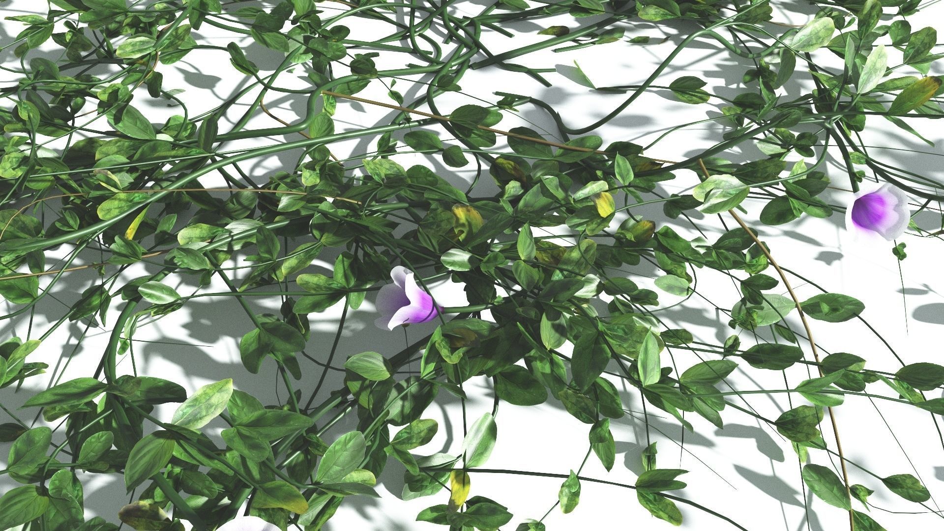 EVERYPlant Beach Morning Glory 4 --14 Models-- 3D model_32