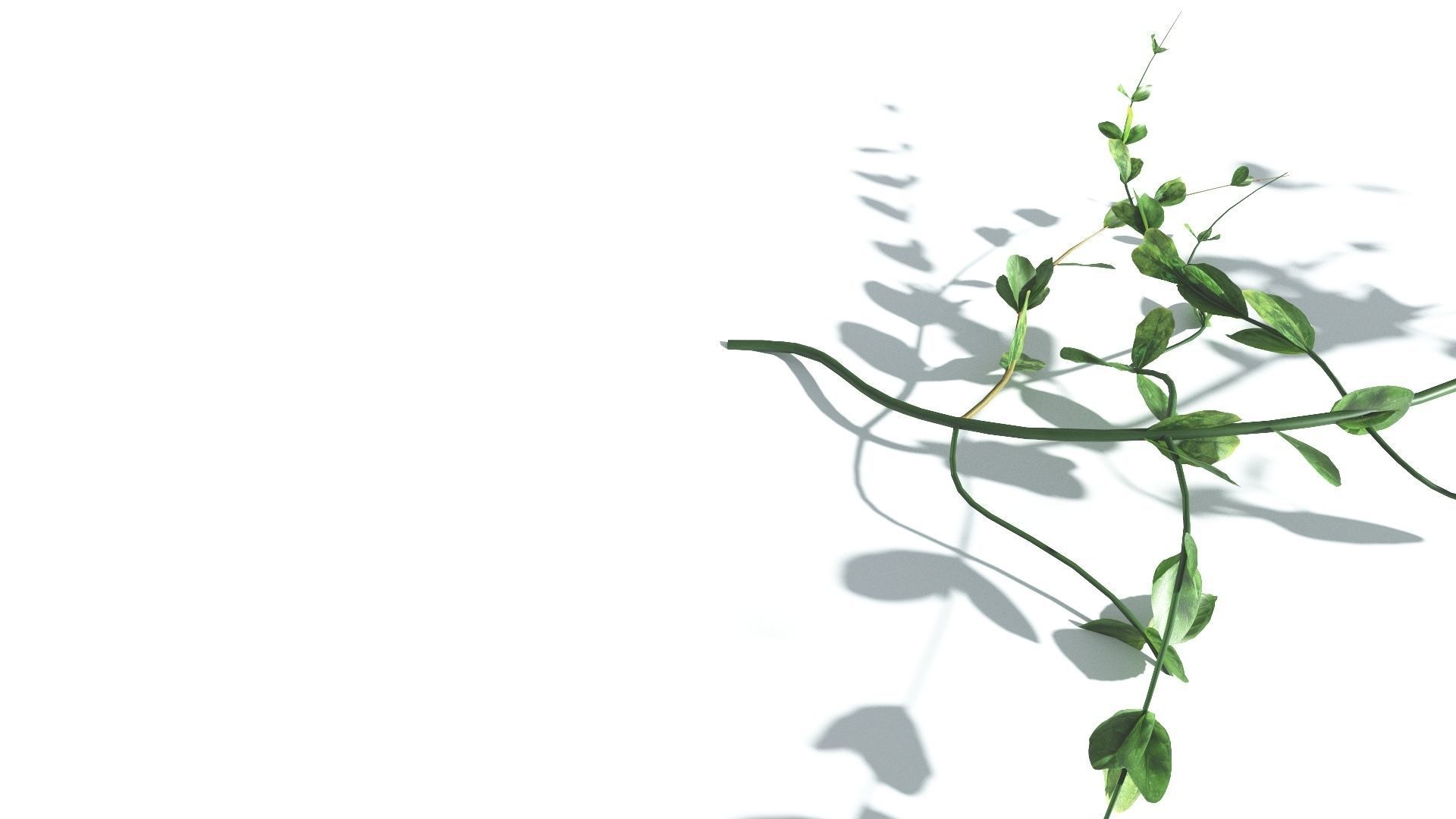 EVERYPlant Beach Morning Glory 4 --14 Models-- 3D model_24