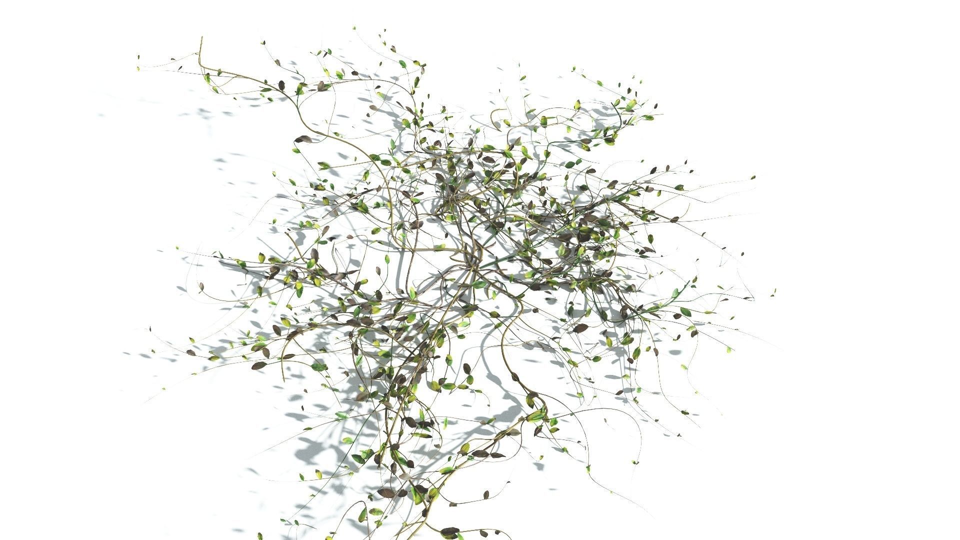 EVERYPlant Beach Morning Glory 4 --14 Models-- 3D model_11