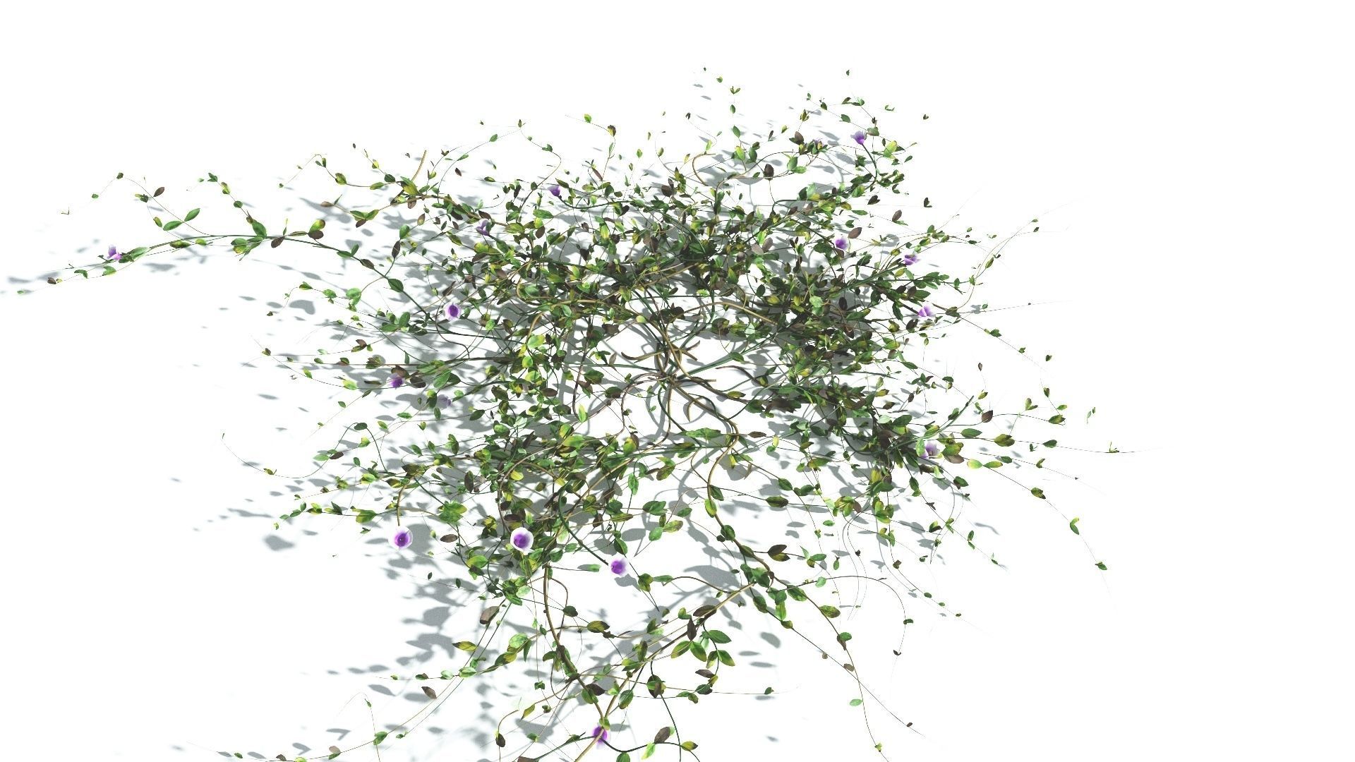 EVERYPlant Beach Morning Glory 4 --14 Models-- 3D model_9