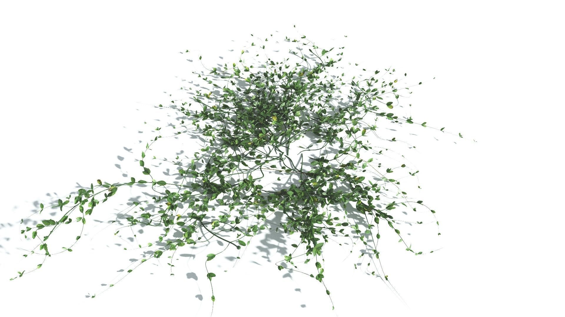 EVERYPlant Beach Morning Glory 4 --14 Models-- 3D model_17