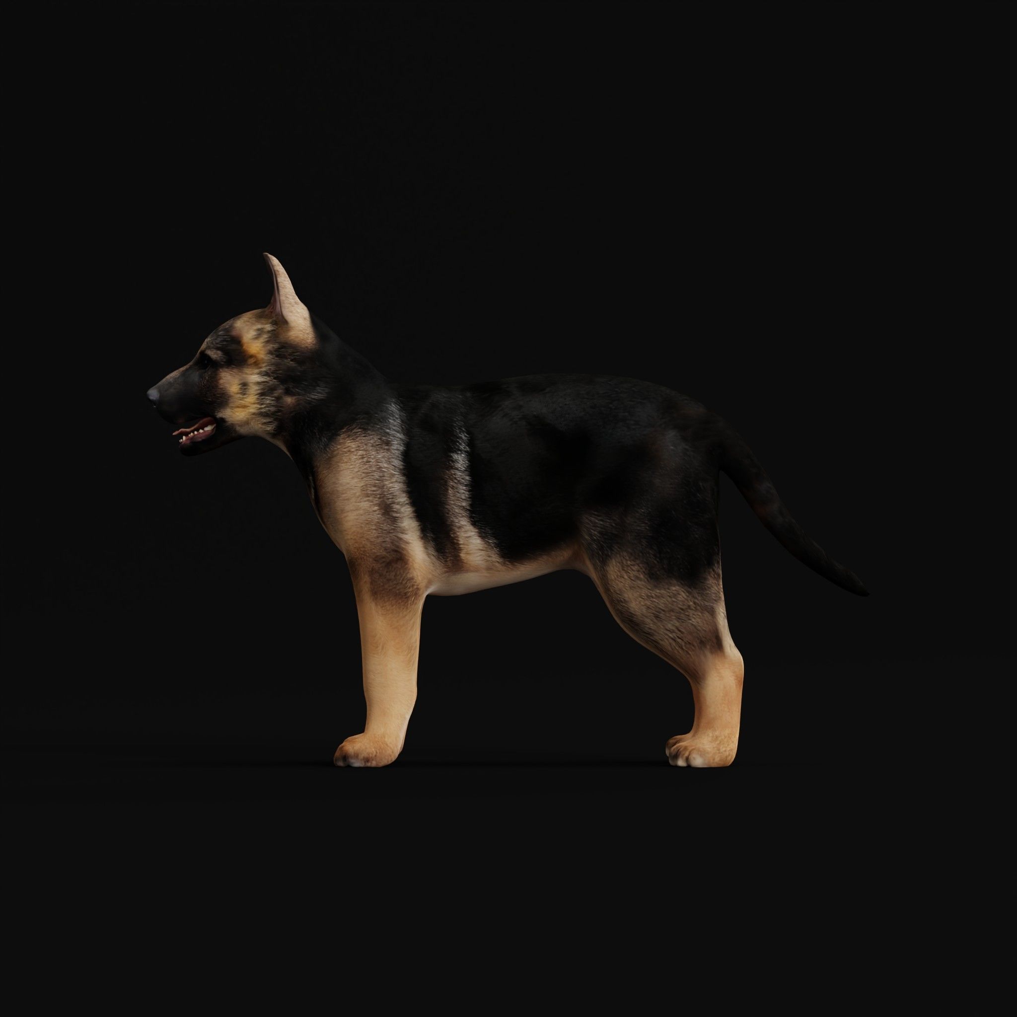 German Shepherd Puppy Dog Low-poly 3D model_29