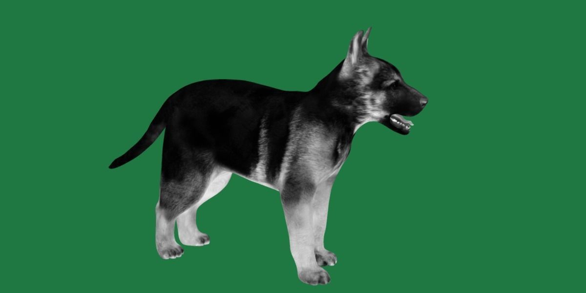 German Shepherd Puppy Dog Low-poly 3D model_5