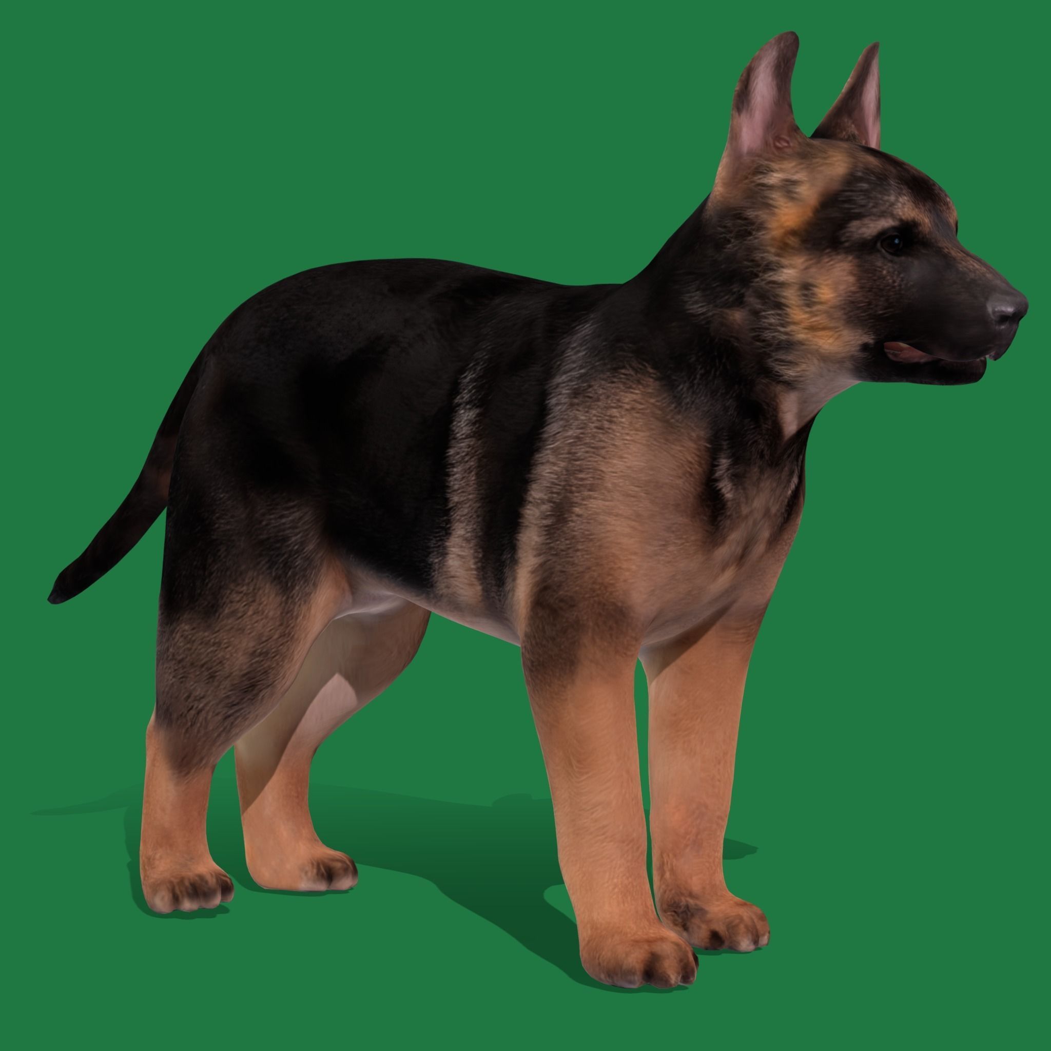 German Shepherd Puppy Dog Low-poly 3D model_16