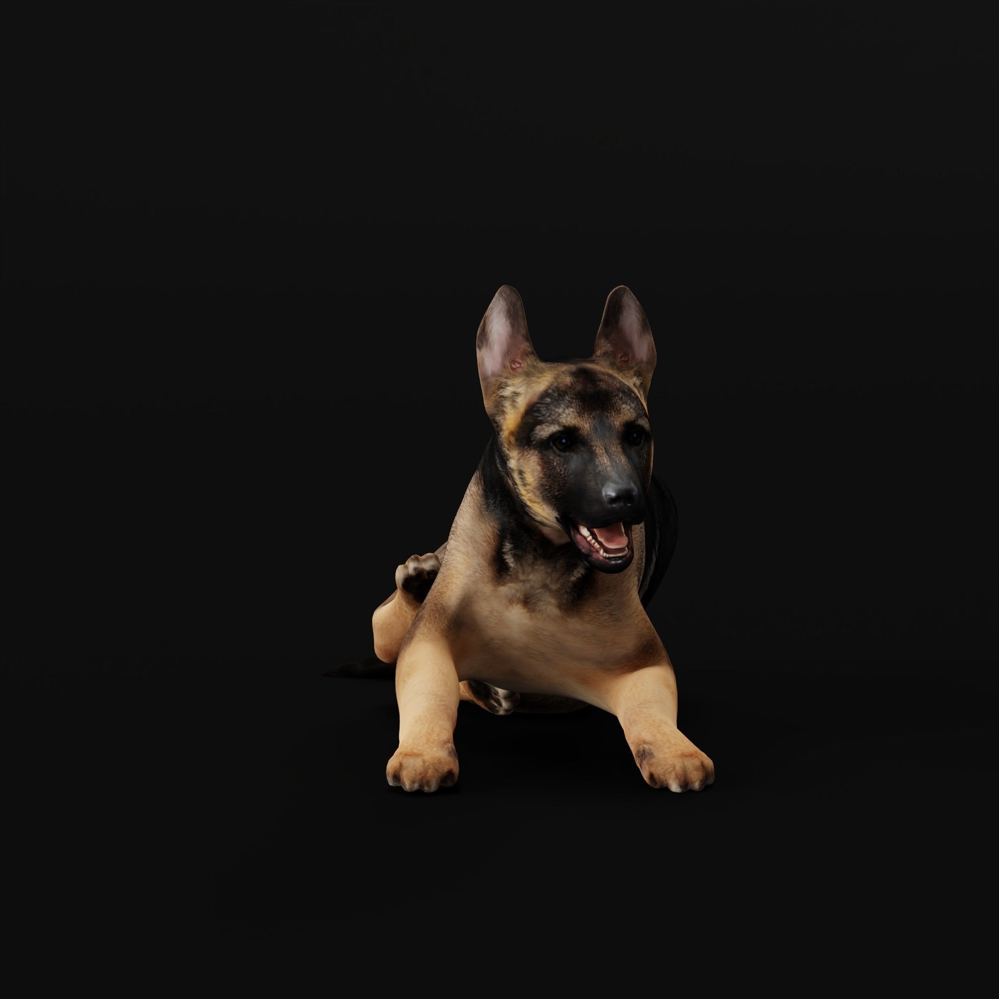 German Shepherd Puppy Dog Low-poly 3D model_27