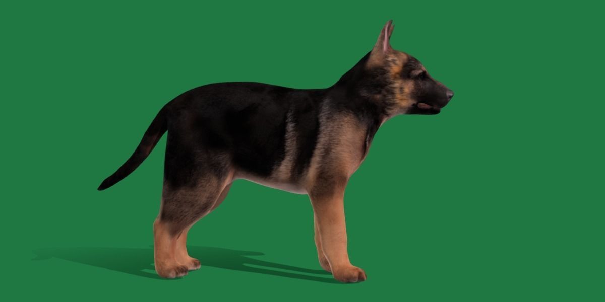 German Shepherd Puppy Dog Low-poly 3D model_13