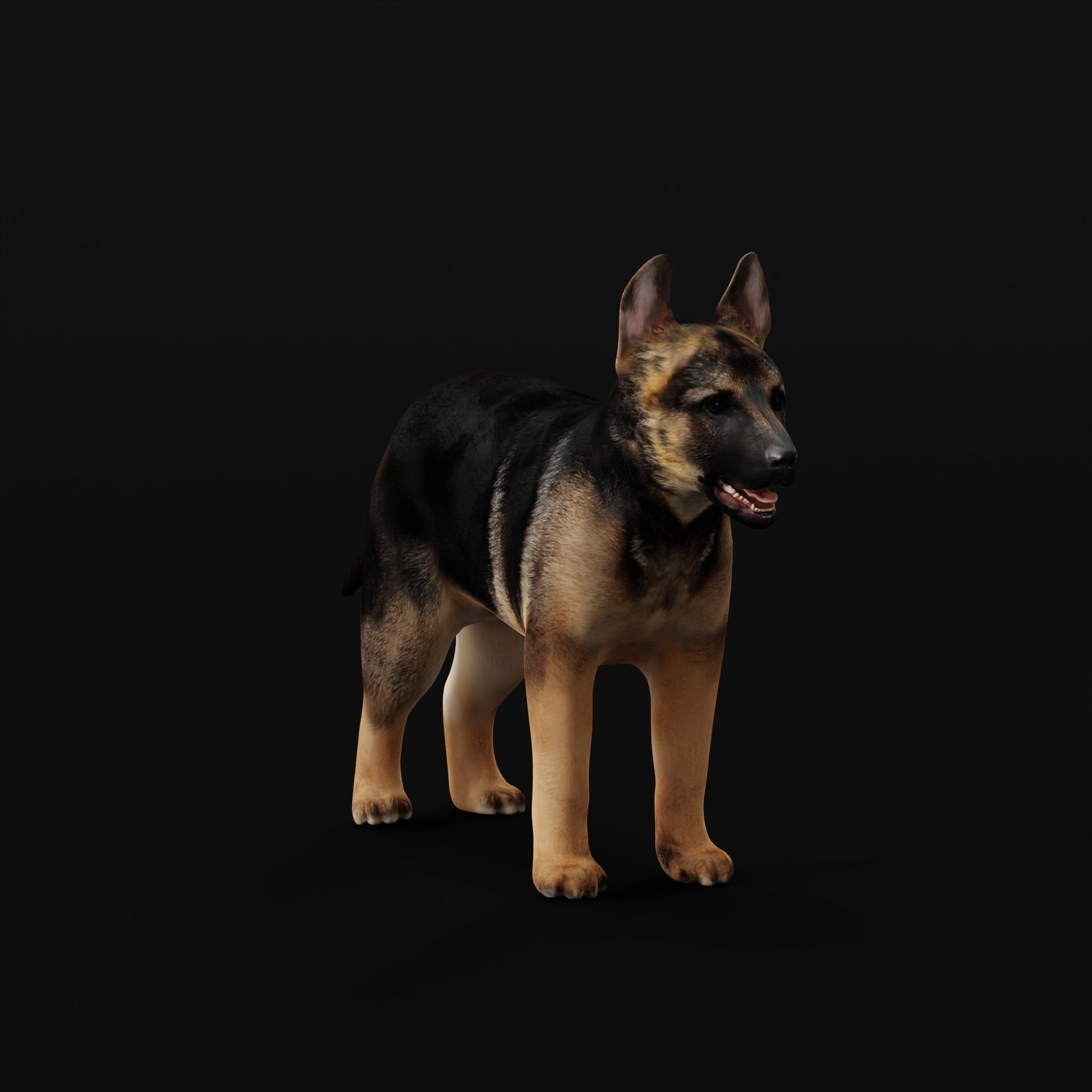 German Shepherd Puppy Dog Low-poly 3D model_25