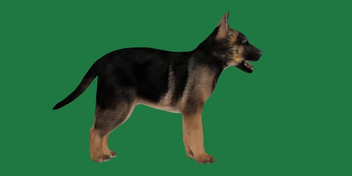 German Shepherd Puppy Dog Low-poly 3D model_21