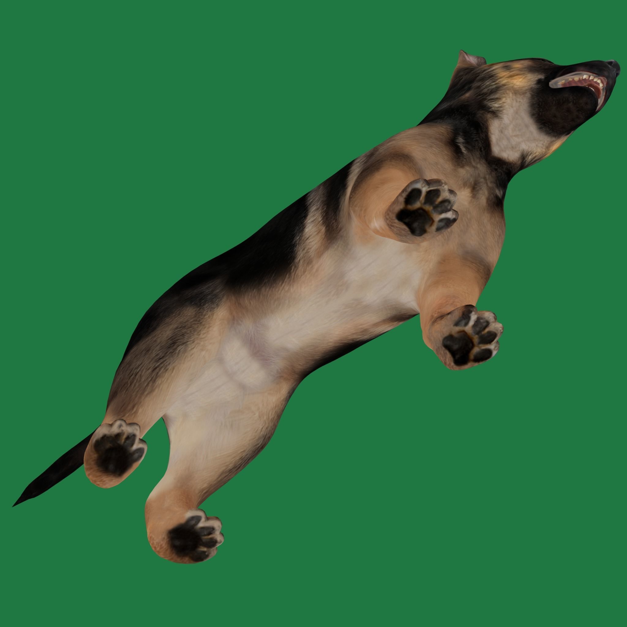 German Shepherd Puppy Dog Low-poly 3D model_15