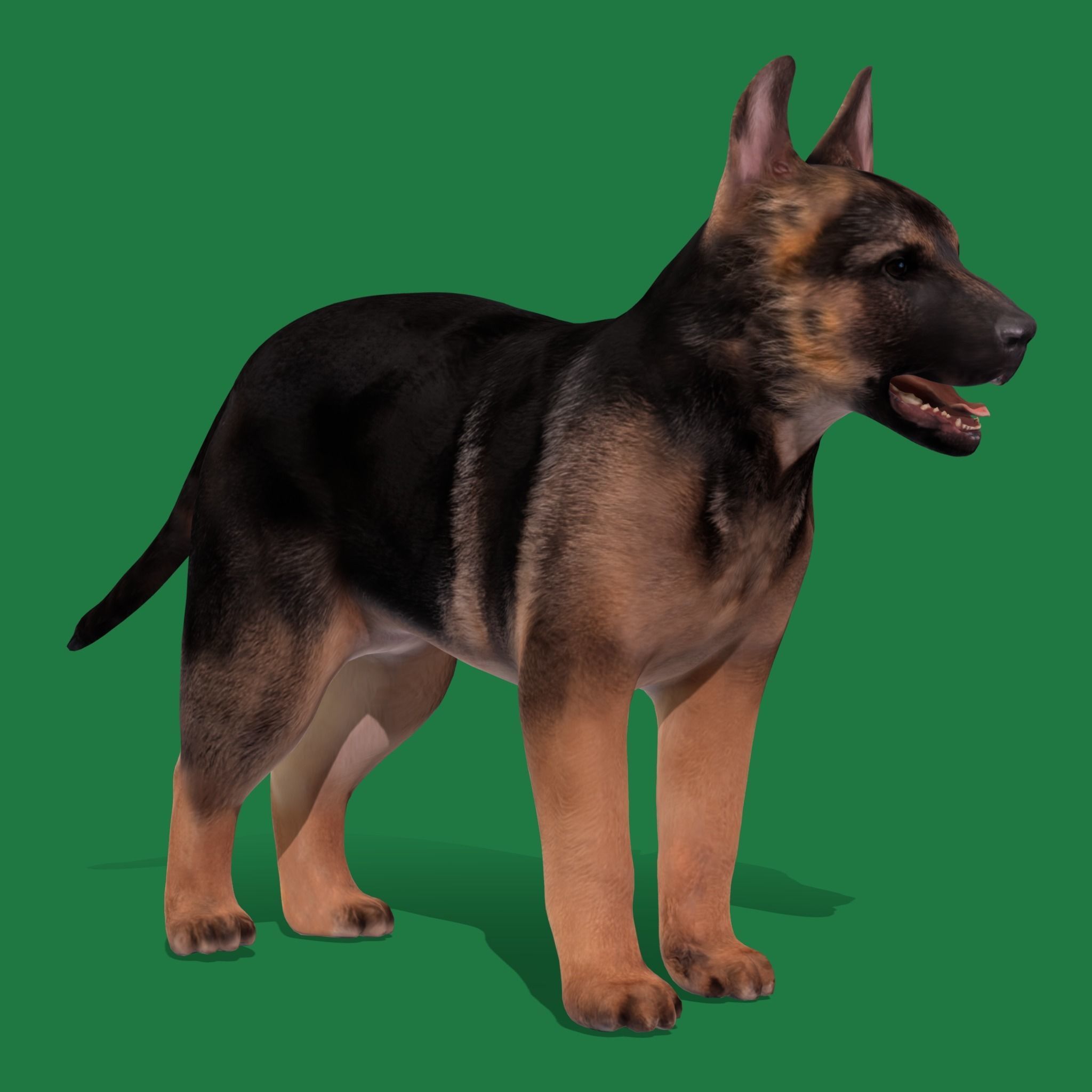 German Shepherd Puppy Dog Low-poly 3D model_14