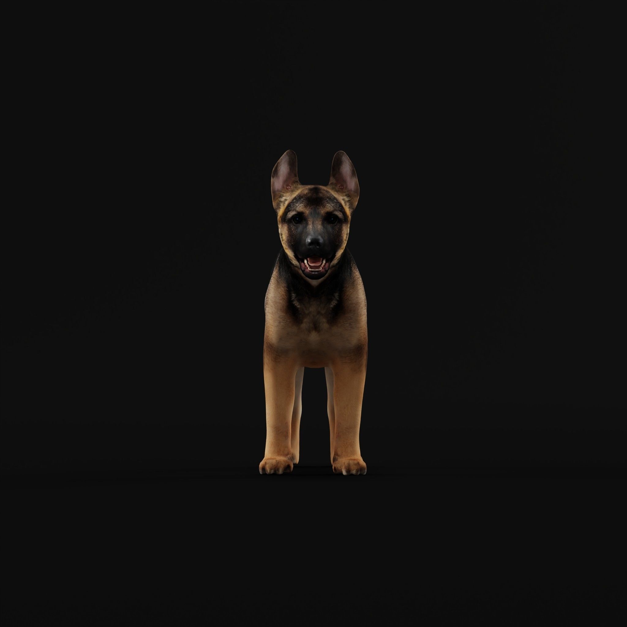 German Shepherd Puppy Dog Low-poly 3D model_28