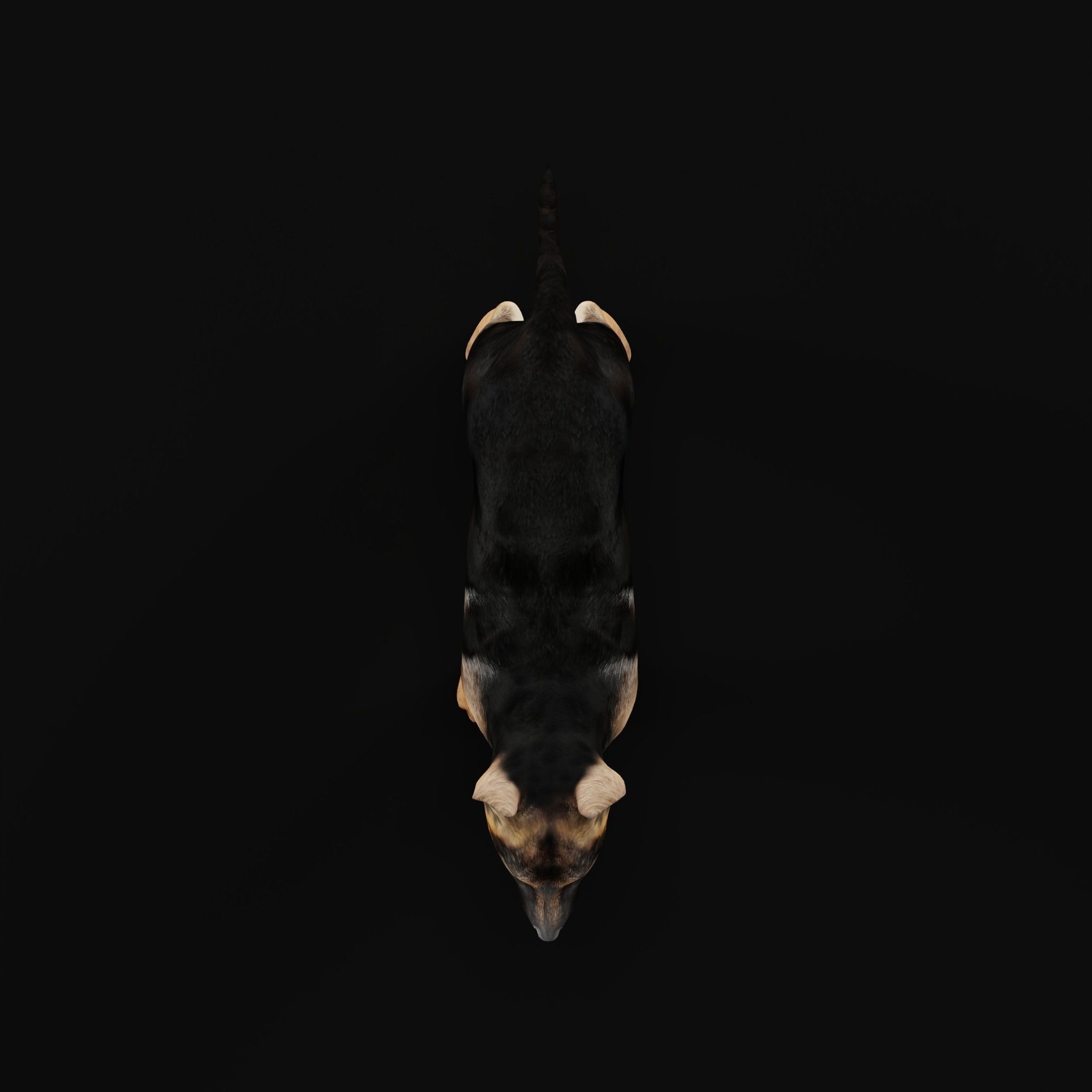 German Shepherd Puppy Dog Low-poly 3D model_30