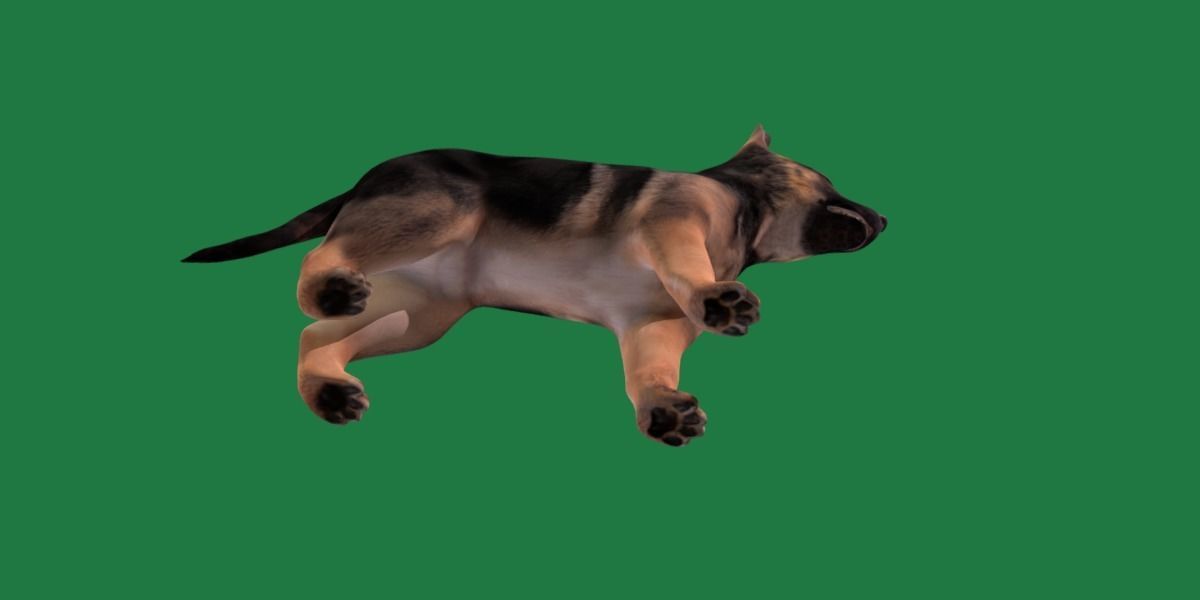 German Shepherd Puppy Dog Low-poly 3D model_17