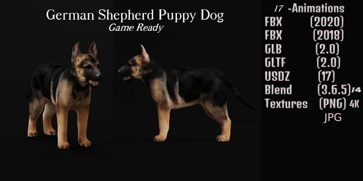 German Shepherd Puppy Dog Low-poly 3D model_2