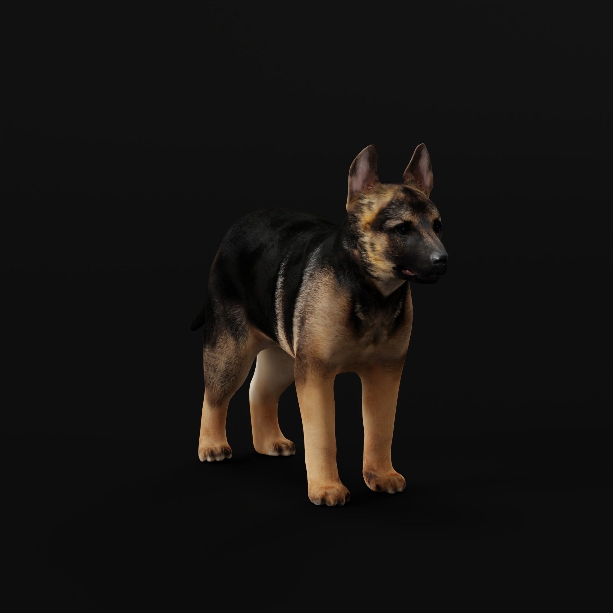 German Shepherd Puppy Dog Low-poly 3D model_26