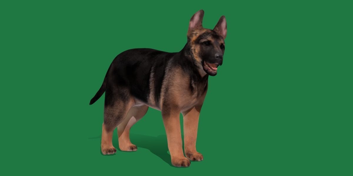 German Shepherd Puppy Dog Low-poly 3D model_24
