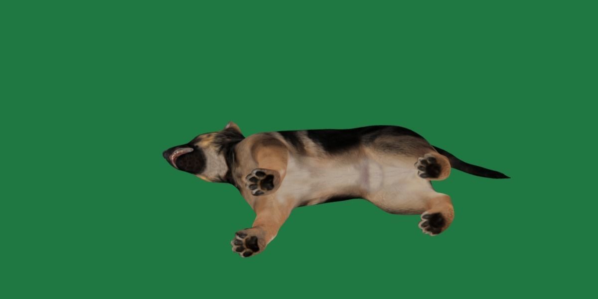 German Shepherd Puppy Dog Low-poly 3D model_22