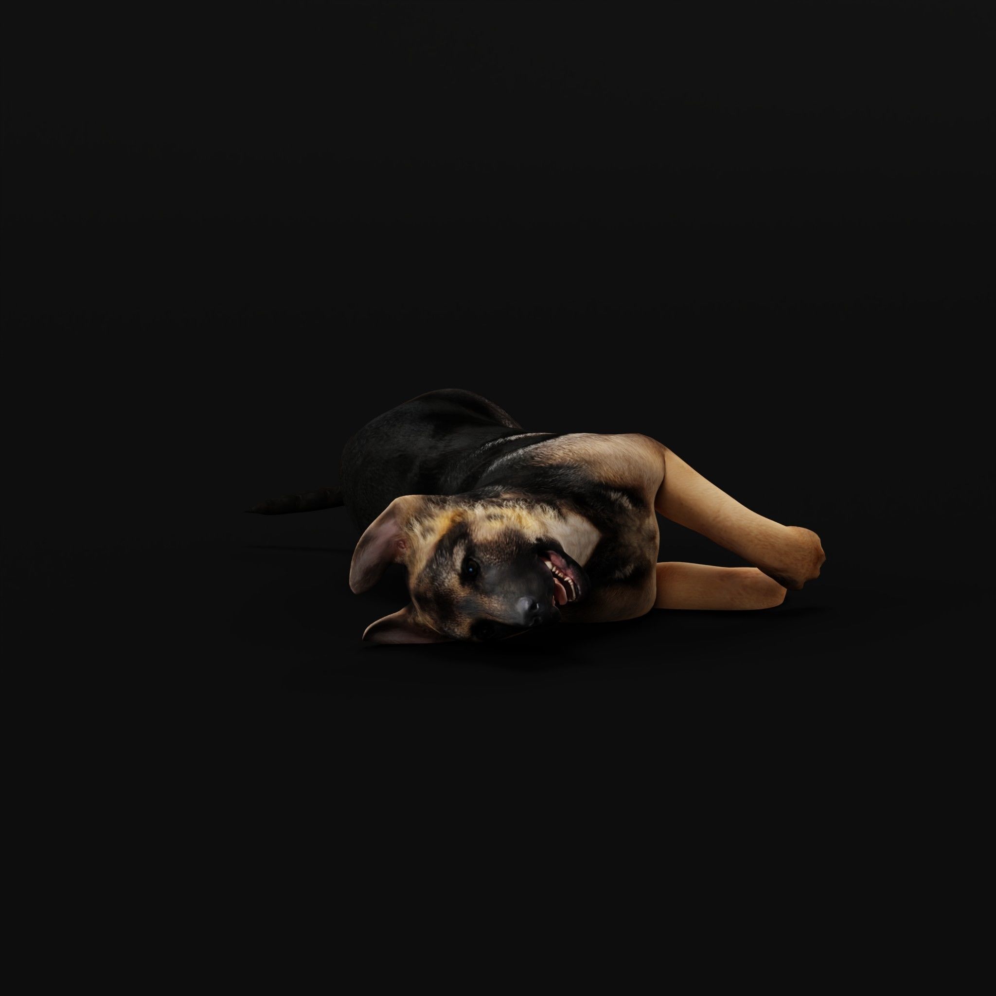 German Shepherd Puppy Dog Low-poly 3D model_32