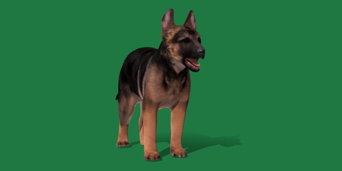 German Shepherd Puppy Dog Low-poly 3D model_18