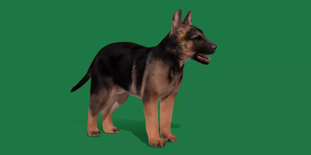 German Shepherd Puppy Dog Low-poly 3D model_0
