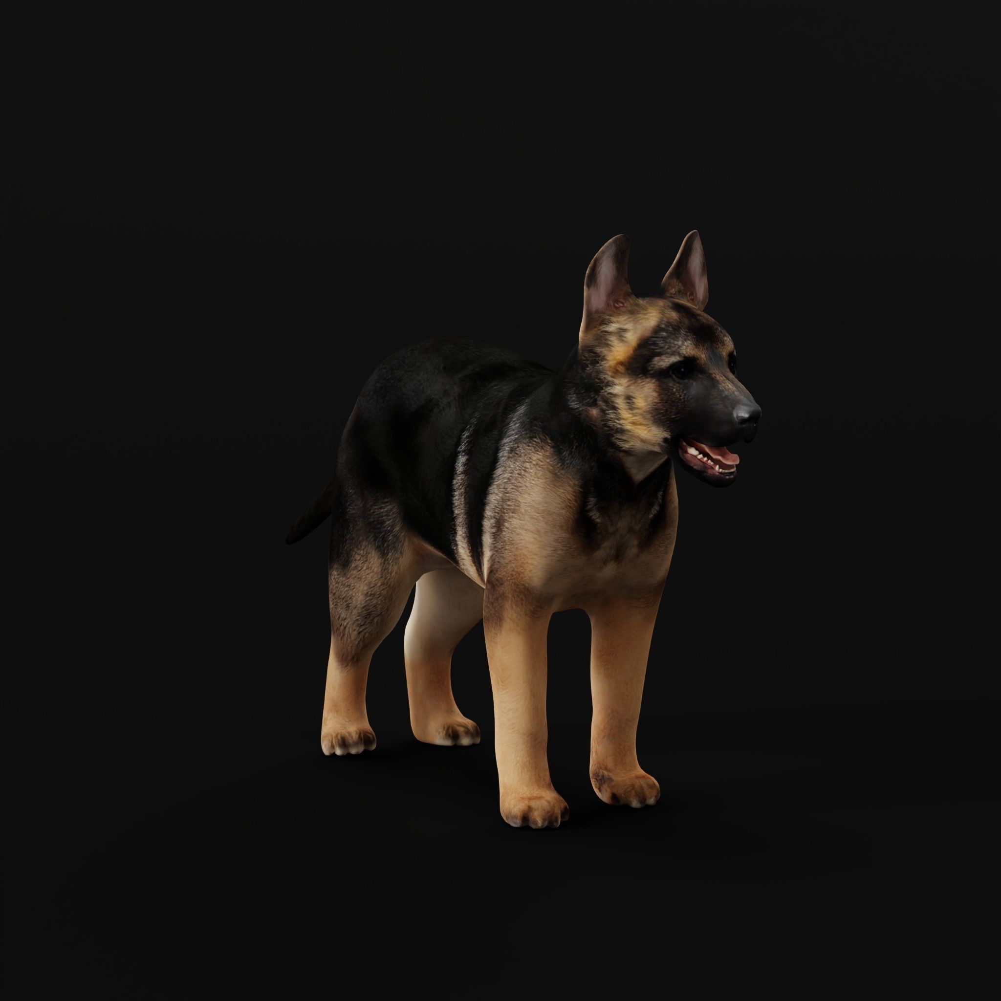 German Shepherd Puppy Dog Low-poly 3D model_31