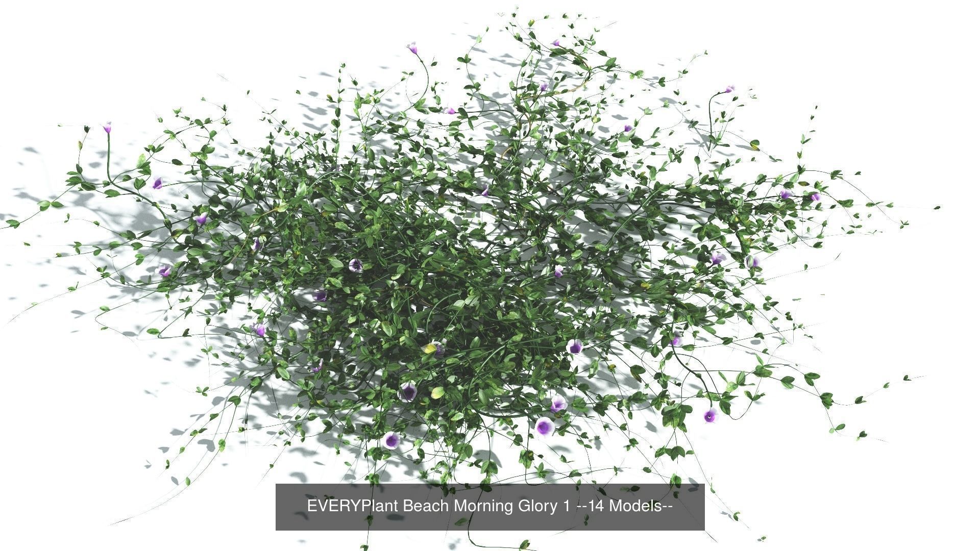 EVERYPlant Beach Morning Glory Bundle --56 Models-- 3D Model Collection_1