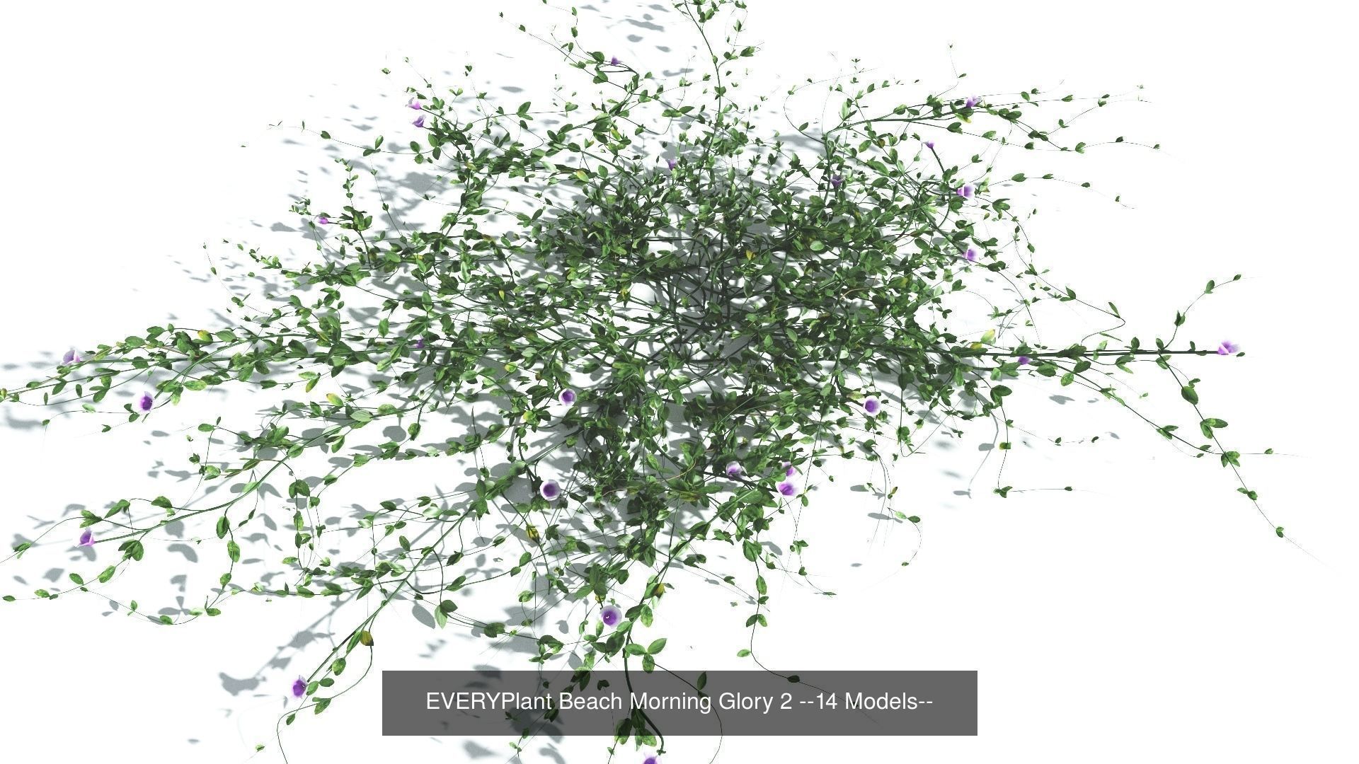 EVERYPlant Beach Morning Glory Bundle --56 Models-- 3D Model Collection_2