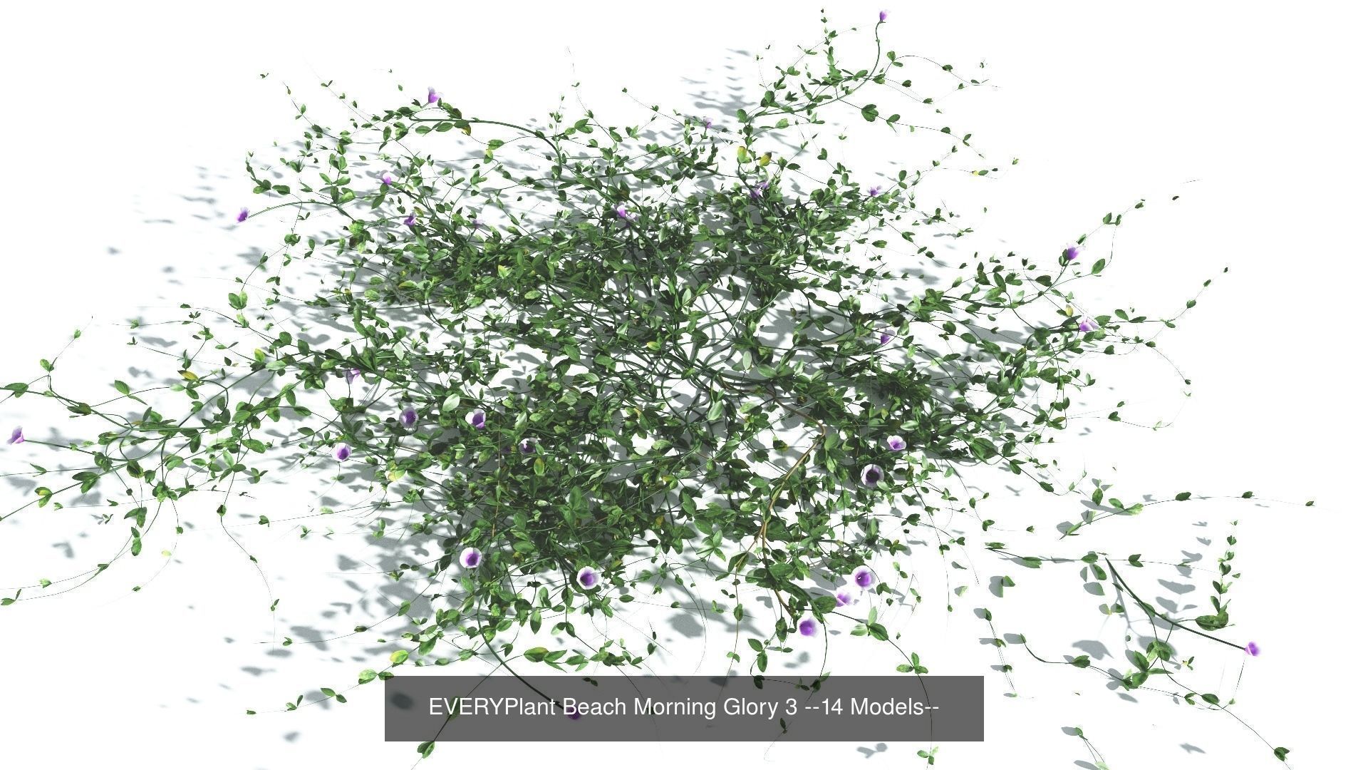 EVERYPlant Beach Morning Glory Bundle --56 Models-- 3D Model Collection_3