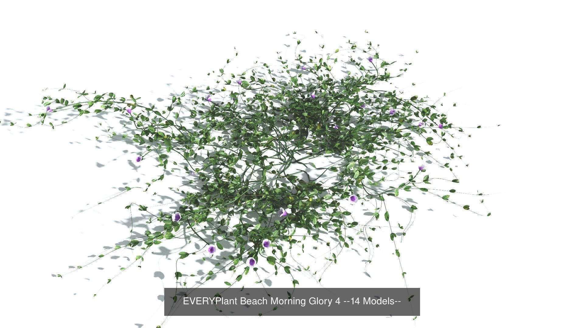 EVERYPlant Beach Morning Glory Bundle --56 Models-- 3D Model Collection_4