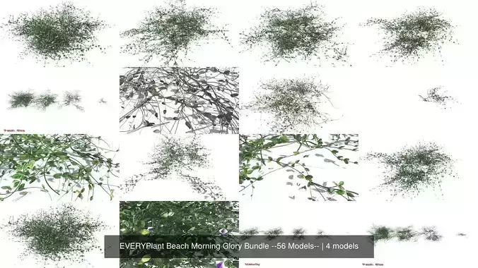 EVERYPlant Beach Morning Glory Bundle --56 Models-- 3D Model Collection