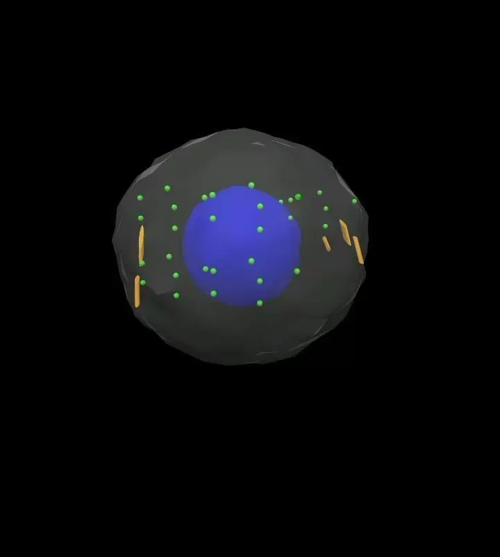 Nucleus 3D model_0
