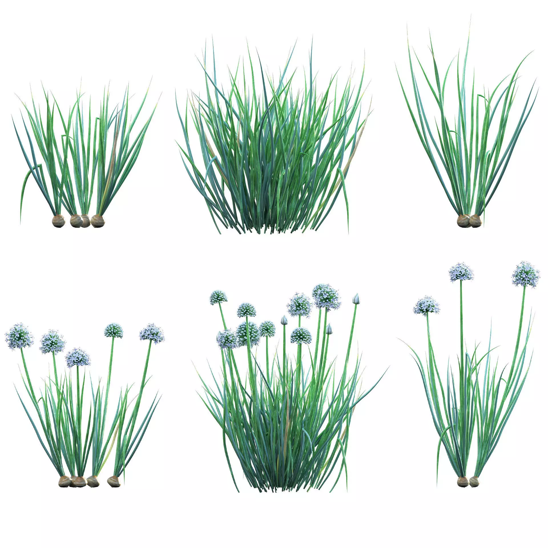 Allium cepa - Common Onion 3D model