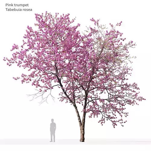 Pink trumpet tree