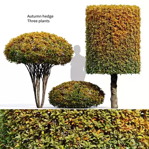 Autumn hedge