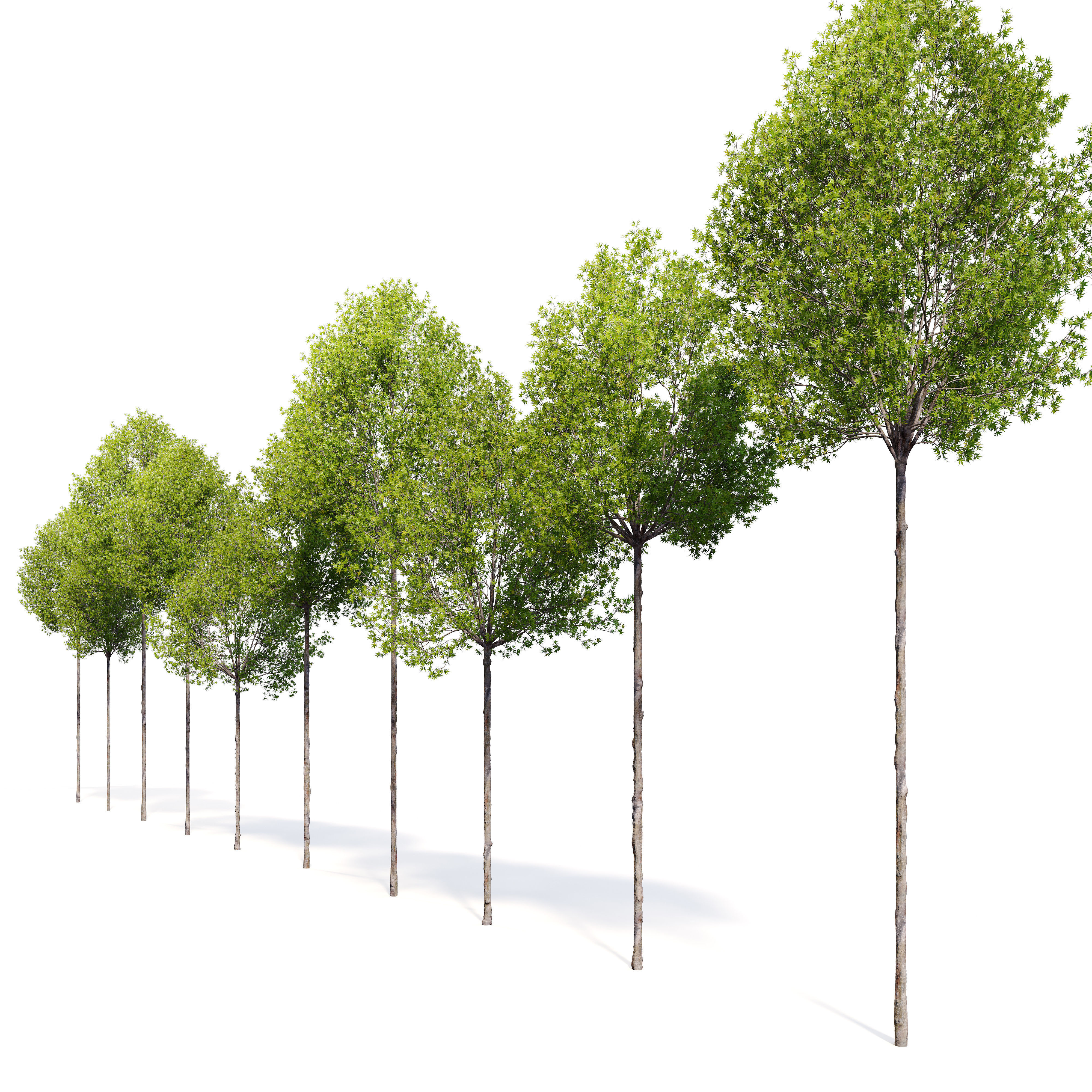 Sweetgum 3D model_2