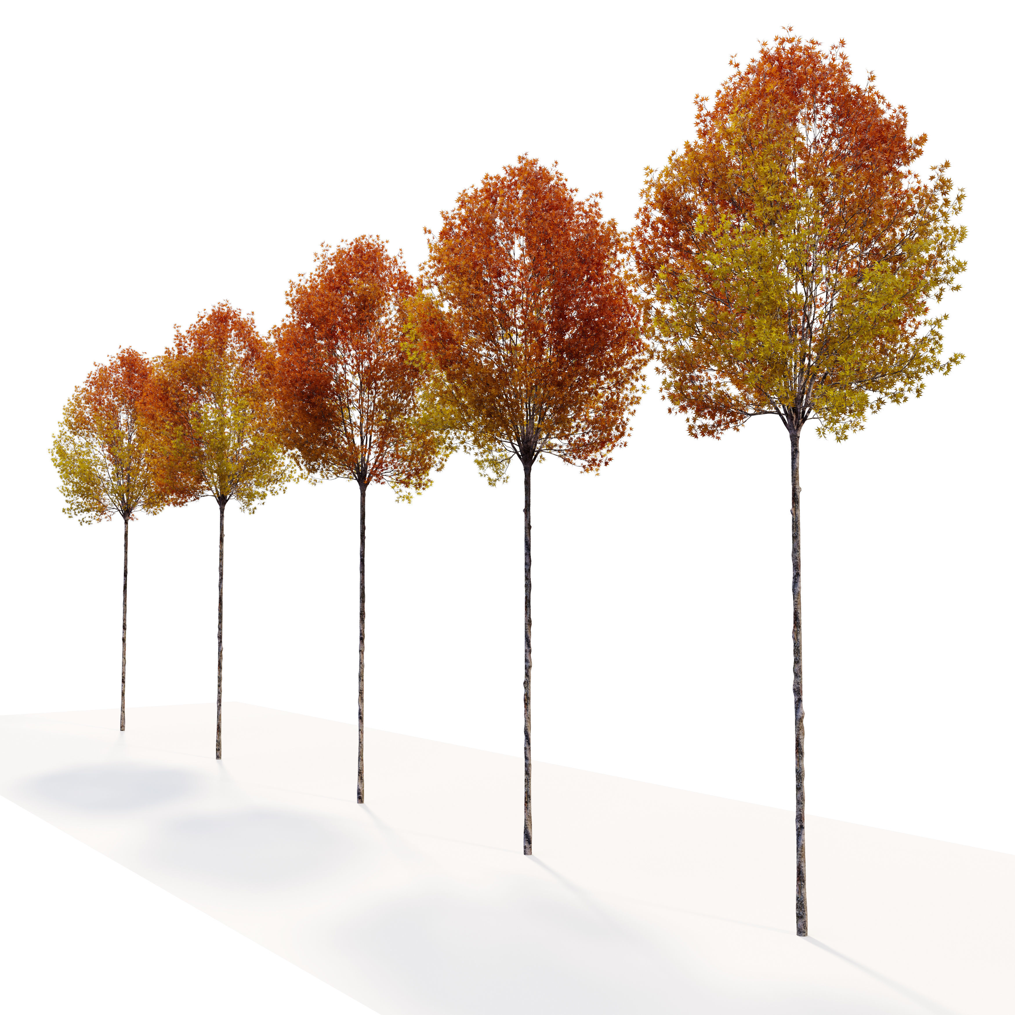 Sweetgum 3D model_5