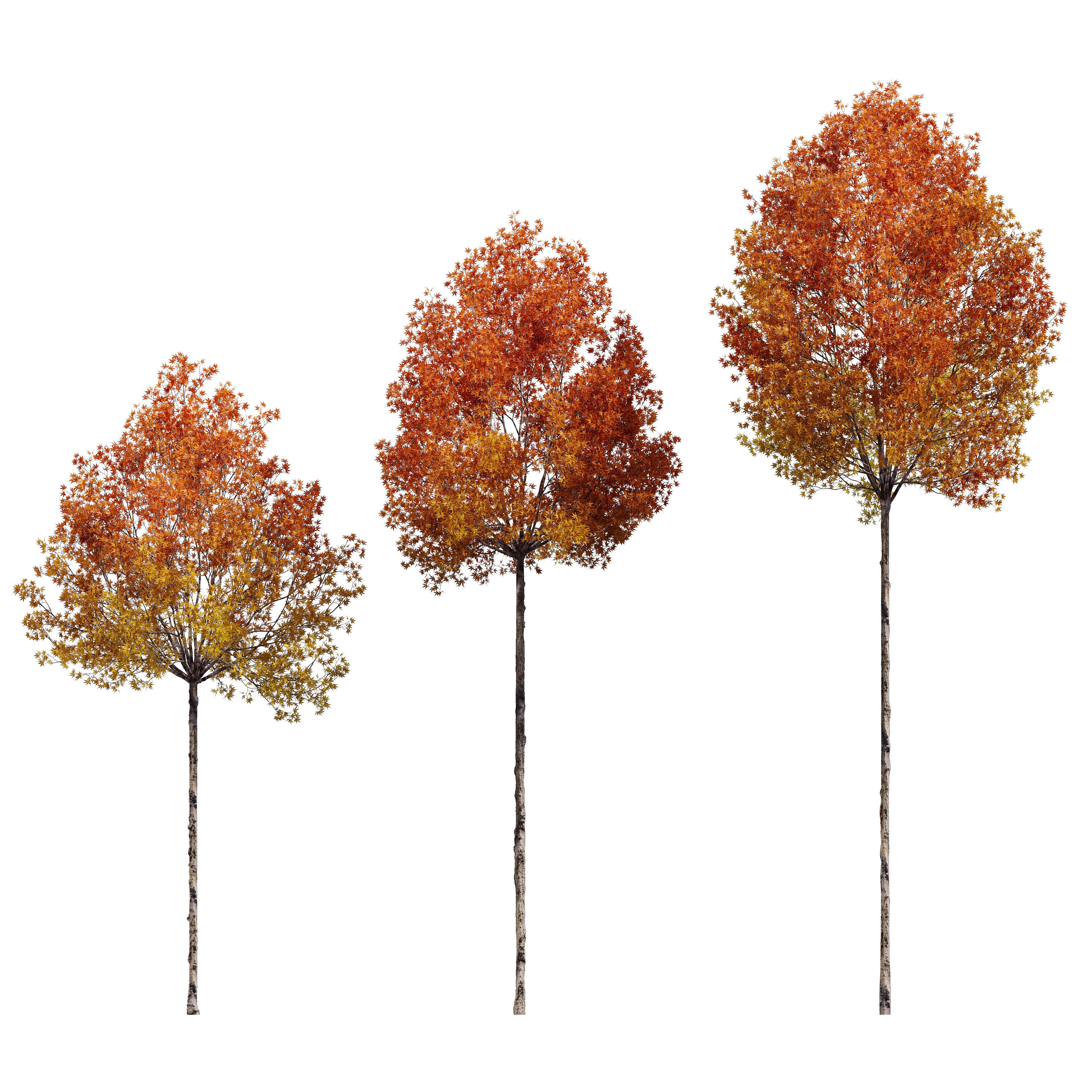 Sweetgum 3D model_1