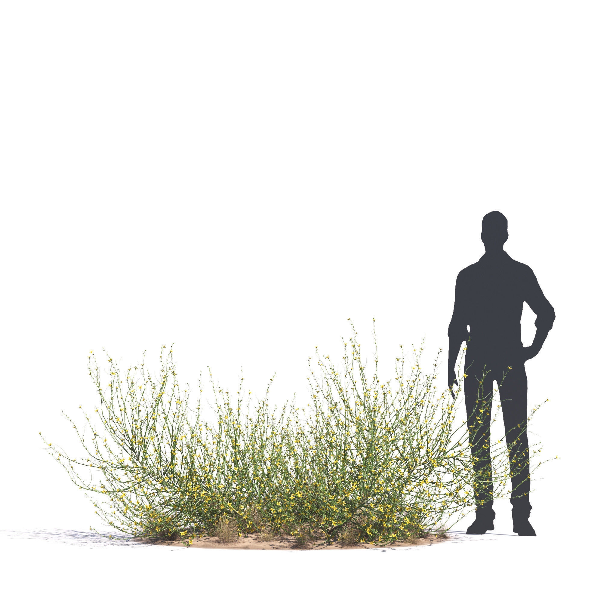 Archmodels vol 276 for c4d - desert plants 3D model | CGTrader