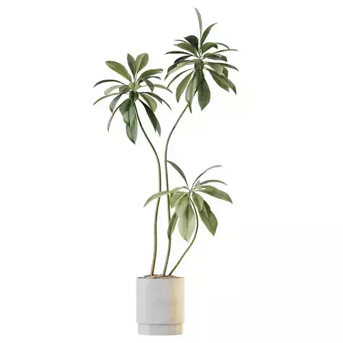 HQ HousePlants Ficus Cyathistipula African Fig Version5 3D model
