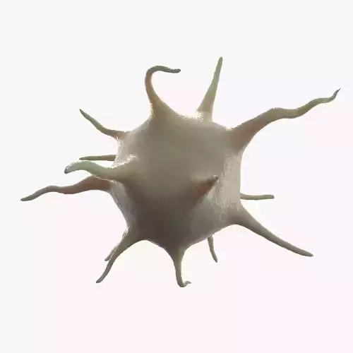 Platelet Thrombocyte 2