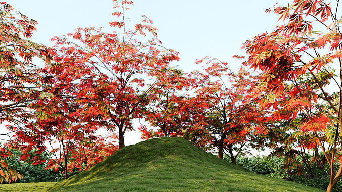Acer palmatum a 3D model