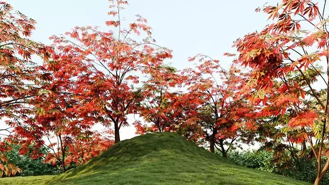 Acer palmatum a