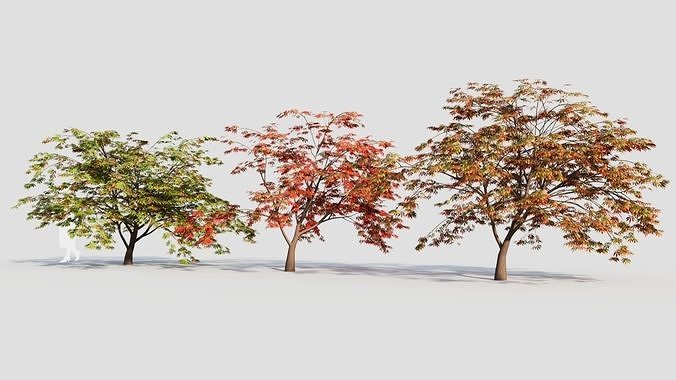 Acer palmatum b 3D model