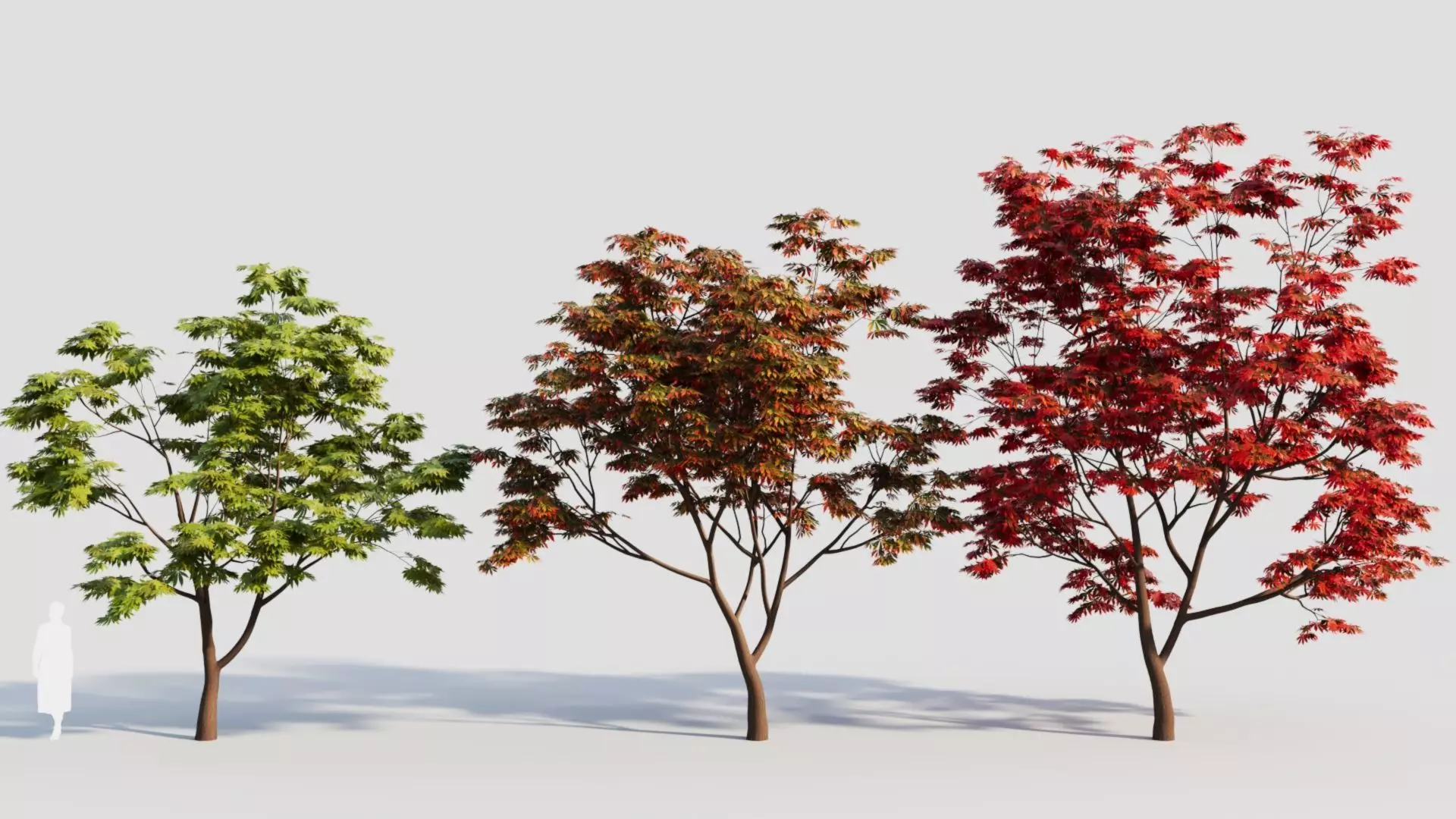 Acer palmatum c 3D model