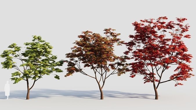 Acer palmatum c 3D model