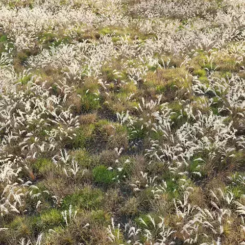 Meadow 13 3D model