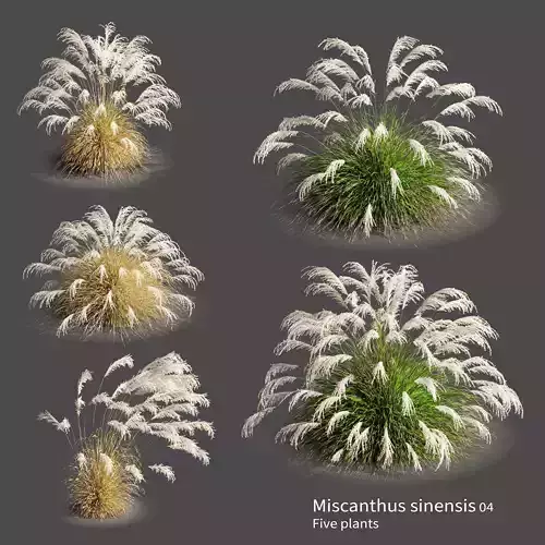 Miscanthus sinensis 04 3D model