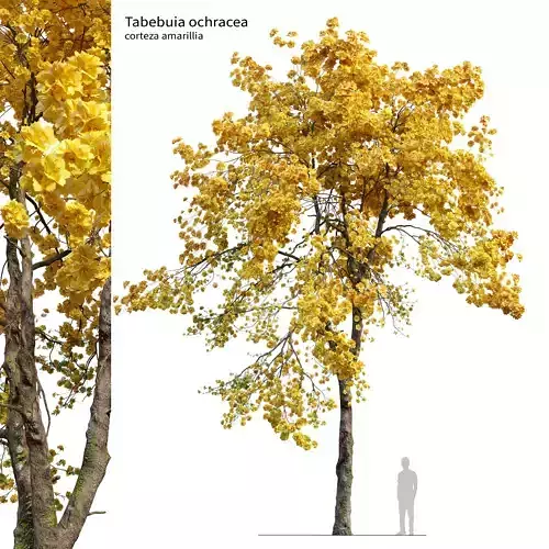 Tabebuia ochracea