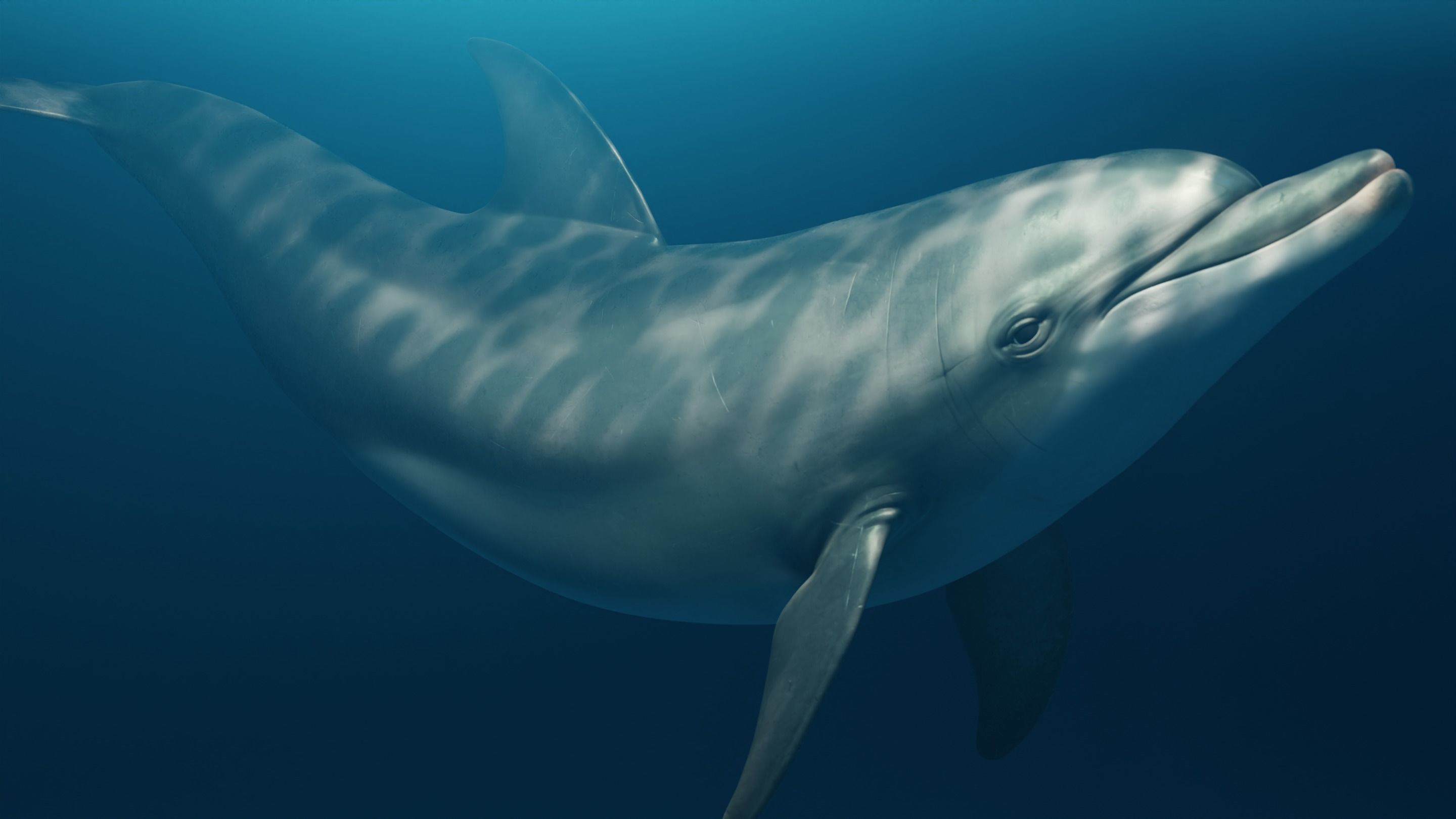 Dolphin Animated  Low-poly 3D model_6